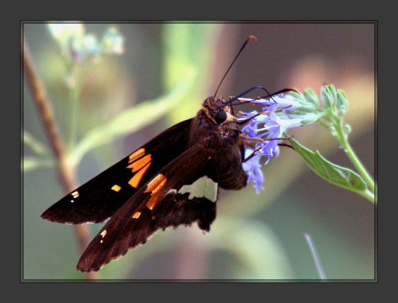 Moth