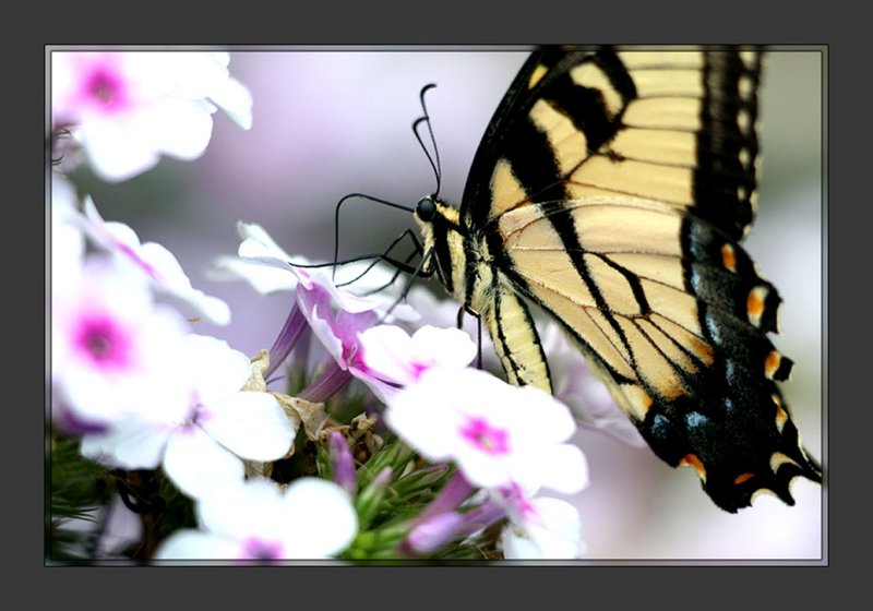 Yellow Swallowtail