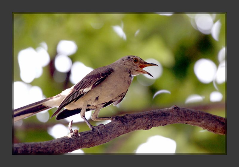 Mockingbird