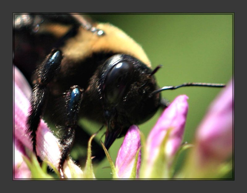 Bee1