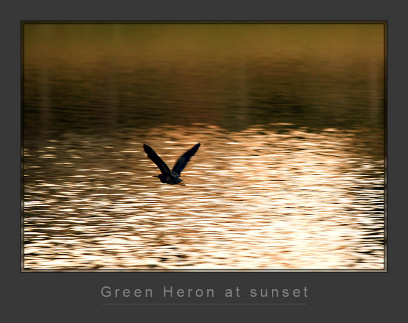 Green Heron