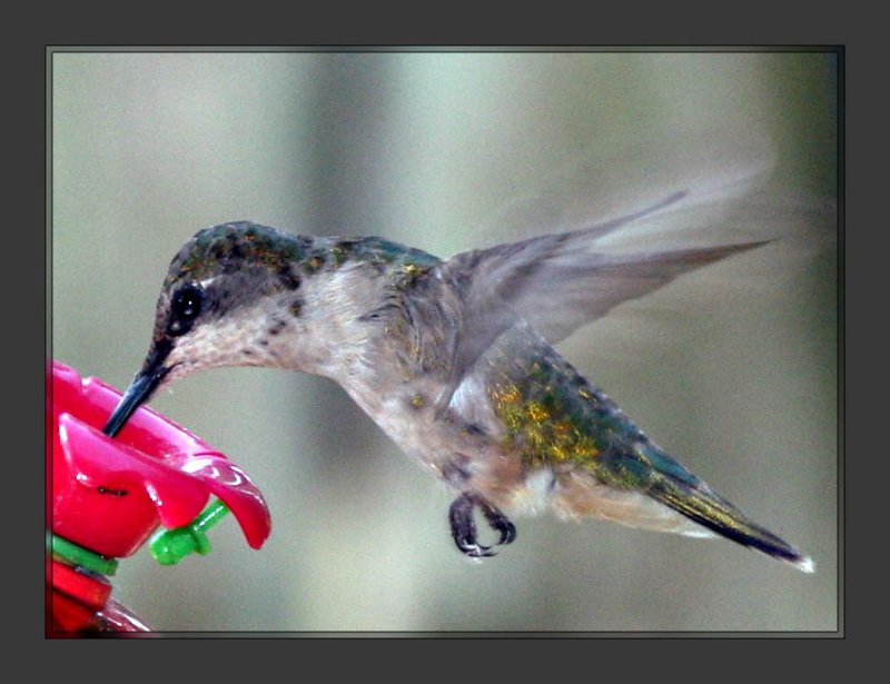 Hummer_2