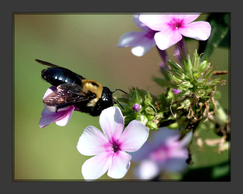 Bee1