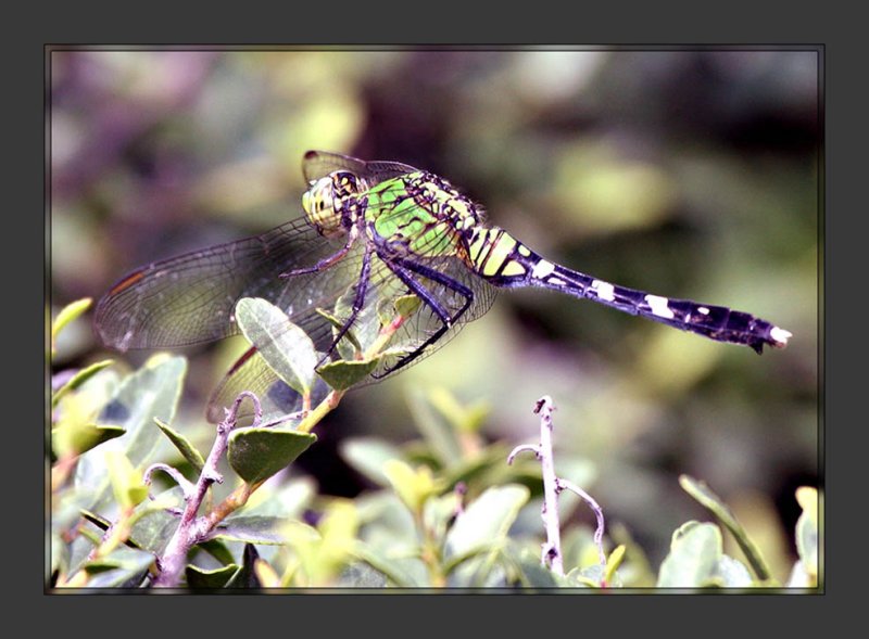 Dragonfly4