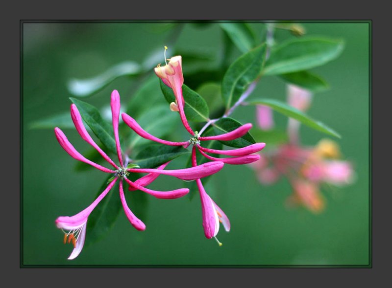 Honeysuckle