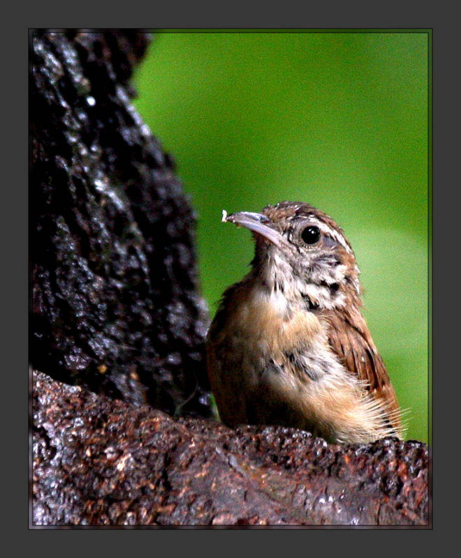 Marsh Wren