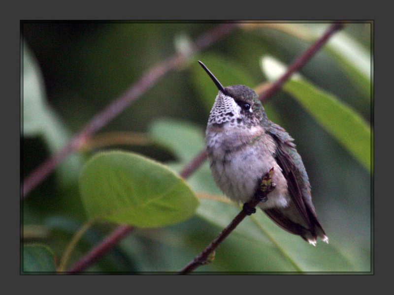 Hummer