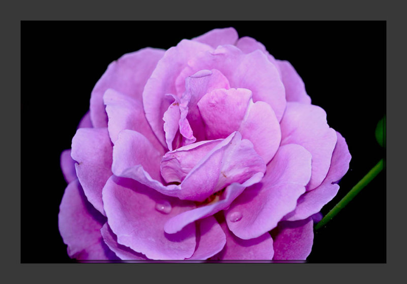 Blue Rose