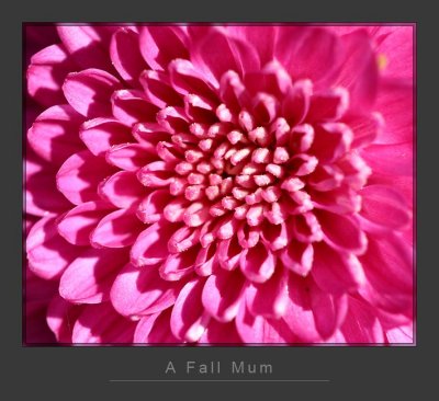 A Fall Mum