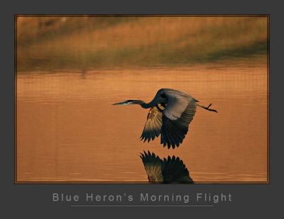 Blue Heron's Morning Flight
