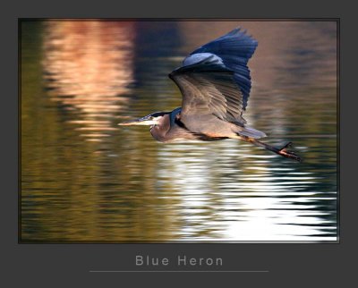 Blue Heron