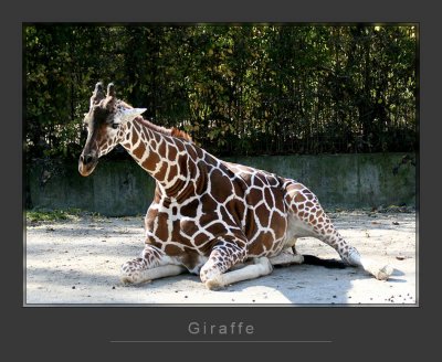 Giraffe _1
