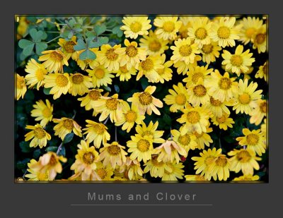 Mums and Clover