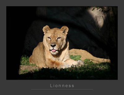 Lionness