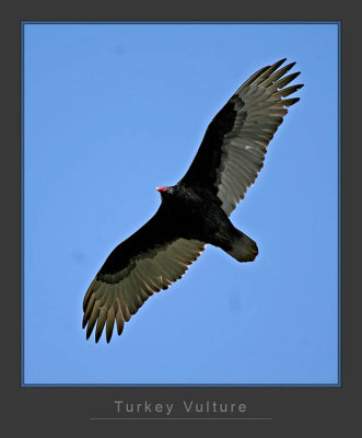 Turkey Vulture_2
