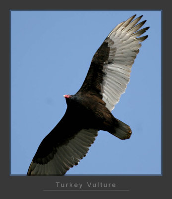 Turkey  Vulture