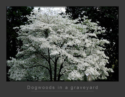 Dogwoods