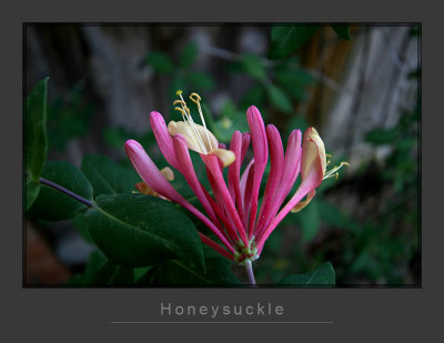Honeysuckle_2