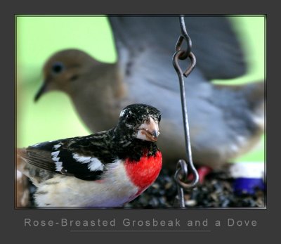 Grosbeak and Dove
