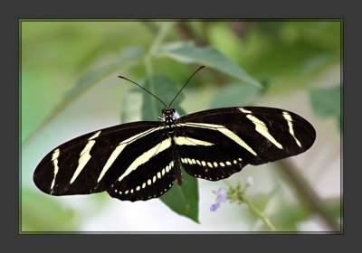 Zebra longwing butterfly