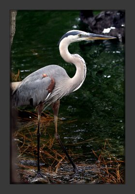 Great Blue Heron