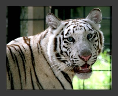 Tigers4
