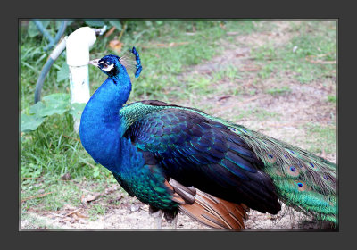 Peacock_2