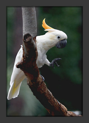 White Cockatoo2