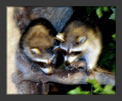 Raccoons
