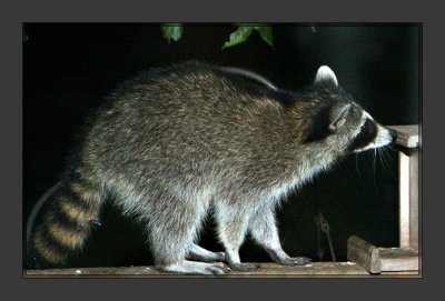 Raccoon_2