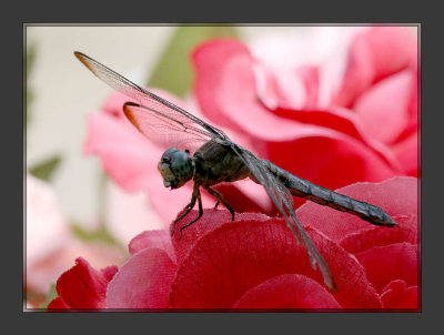 Dragonfly on an artificial flower