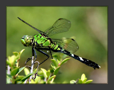 Dragonfly6