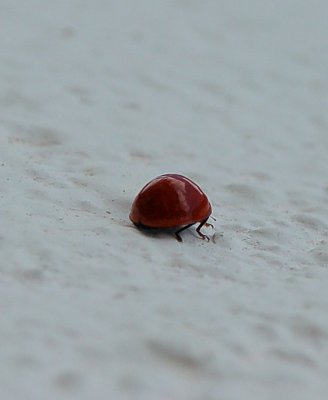 Hippodamia convergens