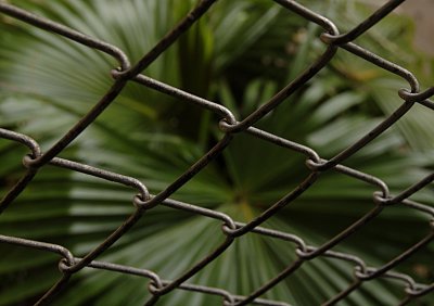 Fenced Garden