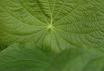 Greenery