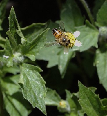 Apis mellifera I