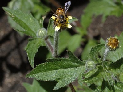 Apis mellifera II