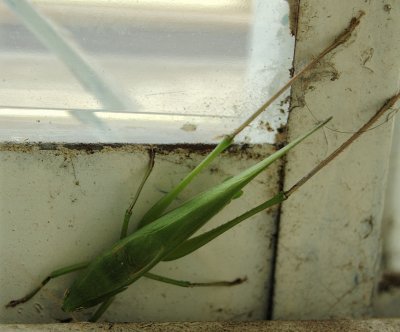 Scudderia curvicauda II