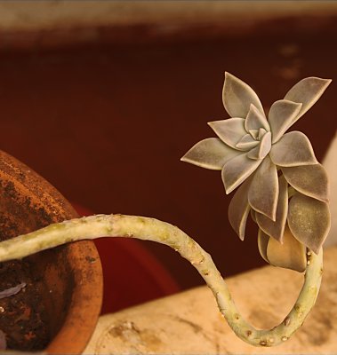 Echeveria strictiflora