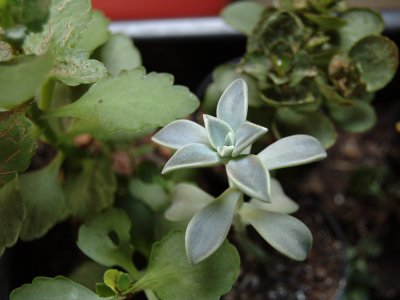 Window Plants