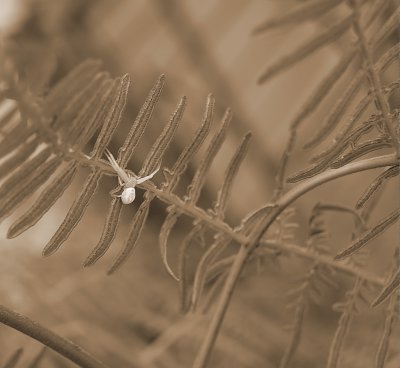 Crab Spider