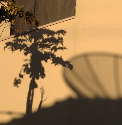 Early Morning Shadows