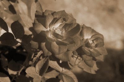 Sepia Roses