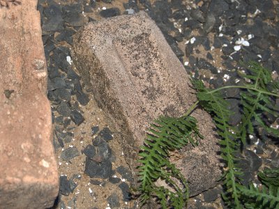 Old Brick, Fern