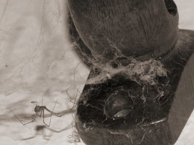 Bedroom Spider