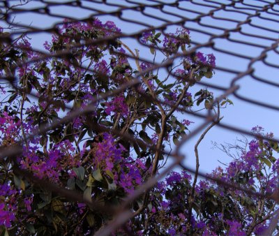Floral Fence