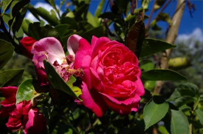 School Yard Rose