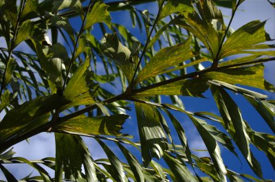 Leaves