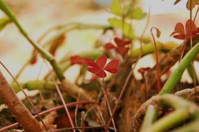 (House)Plant Life