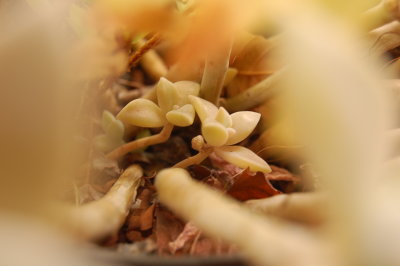 Echeveria strictiflora